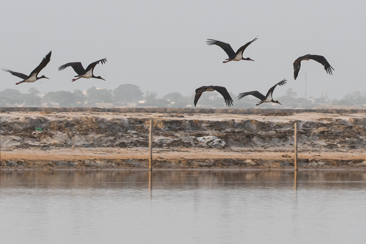 Cigognes noires (Black Stork, Ciconia Nigra), gros plan sur l' envol de 6 individus devant la zone de production de sel de la ville de Kaolack, Sénégal.